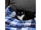 Adopt Claudia a Turkish Van cat in Knoxville, TN (40957985)
