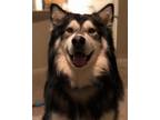 Adopt Hachi (New Digs) a Black - with White Alaskan Malamute / Mixed dog in
