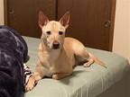 Adopt Elliot II (New Digs) a Tan/Yellow/Fawn - with White Carolina Dog / Mixed