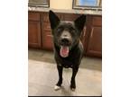 Adopt Kodak (New Digs) a Black - with White German Shepherd Dog / Mixed dog in