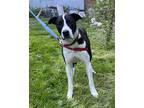Adopt Clint a Black - with White Collie / Mixed dog in Beacon, NY (41143401)