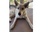 Adopt Marshmallow a Tan/Yellow/Fawn Australian Cattle Dog / Chow Chow / Mixed