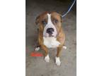 Adopt Silas a American Pit Bull Terrier / Mixed dog in Kendallville