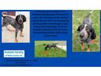 Adopt Ryler a Bluetick Coonhound / Mixed dog in Kendallville, IN (41303240)