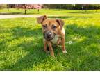 Adopt Dempsey a Tricolor (Tan/Brown & Black & White) Pit Bull Terrier / Mixed
