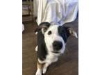 Adopt Mabel a Tricolor (Tan/Brown & Black & White) Border Collie / Australian