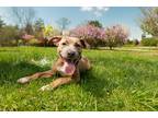Adopt Declan a Tricolor (Tan/Brown & Black & White) Pit Bull Terrier / Mixed dog