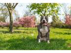 Adopt Creek a Gray/Blue/Silver/Salt & Pepper American Staffordshire Terrier /