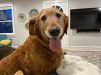 Adopt Meadow a Red/Golden/Orange/Chestnut Golden Retriever / Mixed dog in