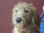 Adopt Bree a Tan/Yellow/Fawn Labradoodle / Mixed dog in Frederick, MD (41302666)