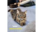 Adopt Nash a Brown Tabby Domestic Mediumhair (medium coat) cat in Centerville