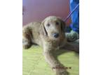 Adopt Baxter a Red/Golden/Orange/Chestnut Labradoodle / Mixed dog in Frederick