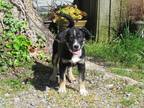 Adopt Kaylee a Black Australian Shepherd / Terrier (Unknown Type