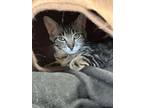 Adopt Betty a Brown Tabby Domestic Shorthair (short coat) cat in Quincy