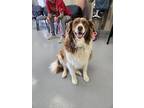 Adopt Bailey a White Border Collie / Mixed Breed (Medium) / Mixed (short coat)