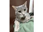 Adopt Clyde a Manx / Mixed (short coat) cat in Versailles, KY (41302439)