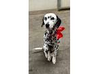 Adopt Sky II-Malibu, CA a Black - with White Dalmatian / Mixed dog in Southern