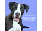 Adopt Woodstock-NEW-VIDEO a Black - with White Pit Bull Terrier / Labrador