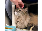 Adopt Kahlua a Gray or Blue Domestic Longhair / Mixed Breed (Medium) / Mixed