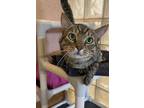 Adopt Doc Holliday a Brown Tabby Domestic Shorthair / Mixed Breed (Medium) /