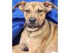 Adopt Xena a Black - with Tan, Yellow or Fawn German Shepherd Dog / Retriever