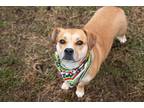 Adopt Poppy a Corgi / Dachshund / Mixed dog in Lansing, KS (41302258)