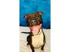 Adopt ROSCO a Terrier (Unknown Type, Small) / Mixed dog in Wintersville
