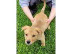 Adopt Buster a Red/Golden/Orange/Chestnut German Shepherd Dog / Mixed Breed
