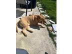 Adopt Jay a Red/Golden/Orange/Chestnut Vizsla / Golden Retriever / Mixed dog in