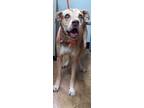 Adopt Mojo a Tan/Yellow/Fawn Mixed Breed (Small) / Mixed Breed (Medium) / Mixed