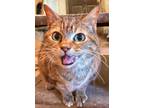 Adopt Clover a Brown Tabby Domestic Shorthair (short coat) cat in Chattanooga