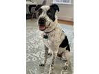 Adopt Buster a White - with Black Australian Cattle Dog / Pit Bull Terrier /