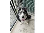 Adopt Koba a Black - with White Husky / Mixed dog in Tioga, PA (41301957)
