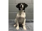 Adopt Mica a White - with Black Border Collie / Mixed dog in Randleman