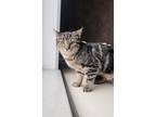 Adopt Sugar a All Black Domestic Shorthair / Mixed Breed (Medium) / Mixed (short