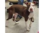Adopt Sophia a Brown/Chocolate American Pit Bull Terrier / Mixed Breed (Medium)
