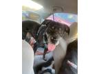 Adopt Lucien a Black - with Tan, Yellow or Fawn Catahoula Leopard Dog / Labrador