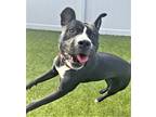 Adopt D23-01 Khan a American Pit Bull Terrier / Mixed dog in Columbia