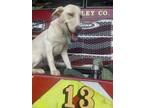 Adopt Corbin a Labrador Retriever / Mixed dog in Cleveland, TN (41301553)