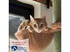 Adopt Bill Nye the Science Cat a Orange or Red American Shorthair / Mixed (short