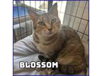 Adopt Blossom a Brown Tabby Domestic Shorthair (short coat) cat in Glenwood
