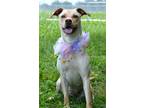 Adopt Kit - Adoptable a Labrador Retriever / Mixed Breed (Medium) / Mixed dog in