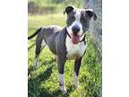 Adopt Delilah a Gray/Silver/Salt & Pepper - with White American Pit Bull Terrier