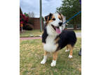 Adopt Derby a Black Australian Shepherd / Mixed Breed (Medium) / Mixed (short