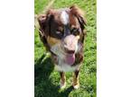 Adopt Arthur a Tan/Yellow/Fawn Australian Cattle Dog / Mixed Breed (Medium) /