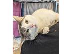 Adopt Jackson FIV+ a White Domestic Mediumhair / Mixed Breed (Medium) / Mixed