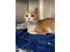 Adopt Liberace a Orange or Red Domestic Shorthair / Mixed Breed (Medium) / Mixed