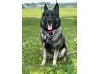 Adopt Lola a Black Norwegian Elkhound / Mixed Breed (Medium) / Mixed (short