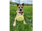 Adopt Python a Brown/Chocolate Mixed Breed (Small) / Mixed Breed (Medium) /