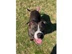 Adopt Baby Girl a Black Mixed Breed (Small) / Mixed Breed (Medium) / Mixed